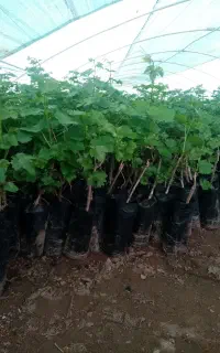 نهال گلدانی انگور دوساله