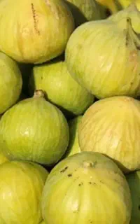 انجیر گرمساری.