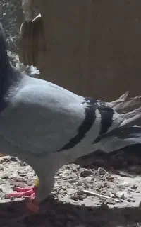 کبوتر مسافتی نژاد گابی