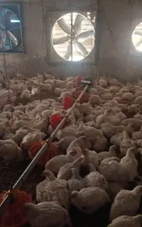 یک گارگر جهت کار در مرغداری