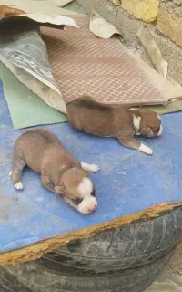 توله پاکوتا واگذارمیگردد