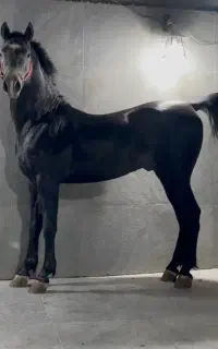 نریون ۴ سال . .شجره قوی  .۶ دانگ