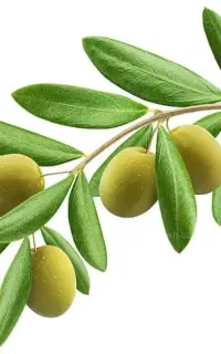 نیروی کار زیتون سرا