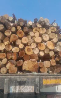 خریدمستقیم شرکت نوین چوب پاک چوب درخت