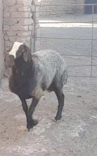 قوچ (شیشک)