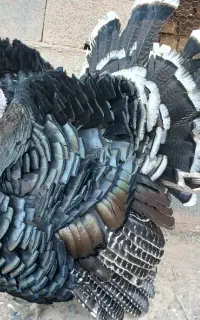 بوقلمون‌‌برنز