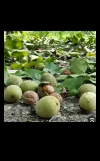 خرید گردو روی درخت یا جمع کردن درصدی