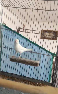 فروش قناری نر ششدانگ شبو روز میخونه