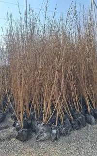 نهالستان درخت نهال انار بادام و پسته