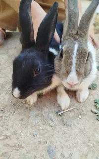 خرگوش