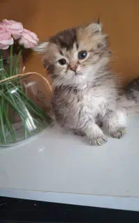 بچه گربه لانگ هیرشورت هیر