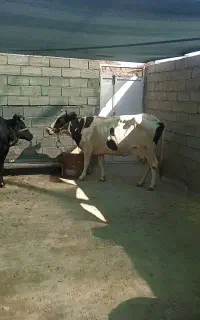 دو عدد گاو