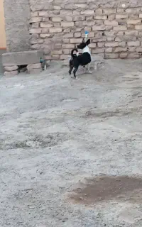 پاپی نر