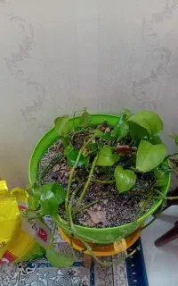 خدماتی