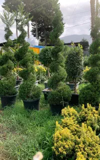 طراحی اجرای فضای سبز و فروش گل و درخت زیباباکیفیت