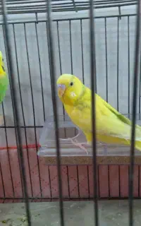 مرغ عشق