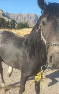 کره اسب دوساله