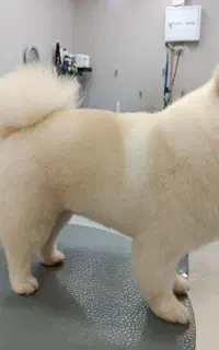 پیرایش موی  پت ( سگ و گربه )