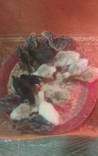 جوجه بوقلمون