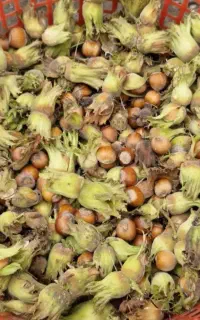 فندق تازه سبز وشنوه