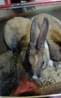 خرگوش اصلاح شده اسرائیلی