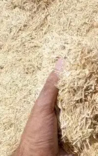 کاه گندم