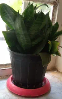 گل‌.