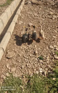 اردک