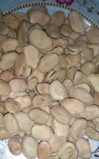 باقالی سوریه وبهشهر
