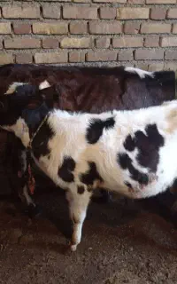 گوساله ماده