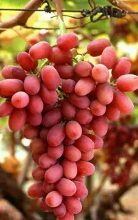 ارائه درخت انگور کریسمون بصورت گلدانی