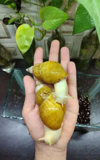 حلزون آچاتینا