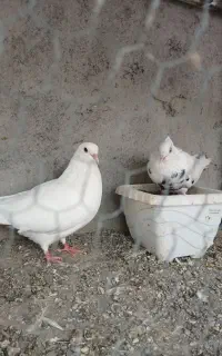 کفترجفتی