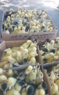توزیع جوجه ورامین