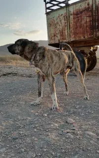 سگ نگهبان