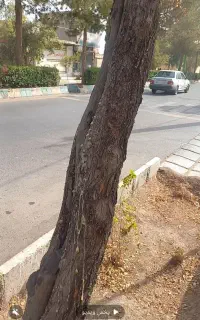 قطع درختان خشک توت، کاج و...