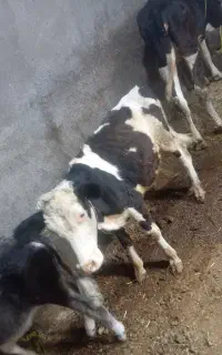 گوساله نر