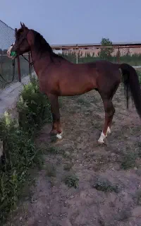 اسب نریان