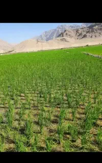اکیب نخود چینی و میوه چینی الابرنج