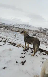 سگ عراقی ۱۰ماهه از بهترین نسل
