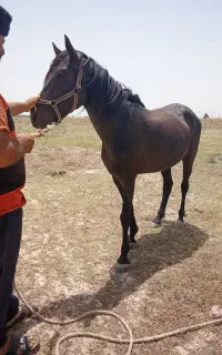 اسب نریان