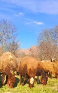 بره ماده همه از مادران دوقلوزا