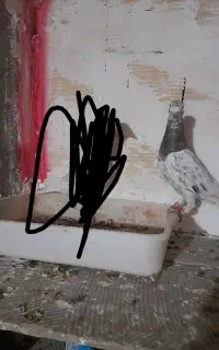 کبوتر