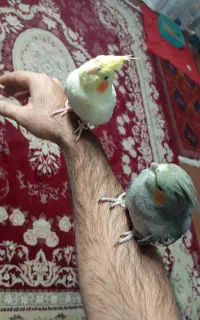 عروس هلندی