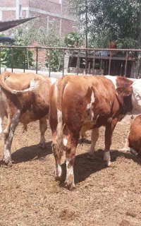 گوساله  نر