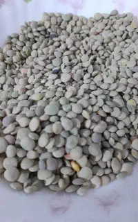 عدس تازه