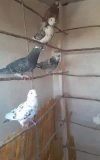 کفتر پرشتی