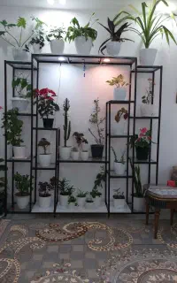 استند گل