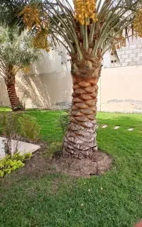 انجام کلیه کار نخل و باغبانی