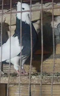 کبوتر